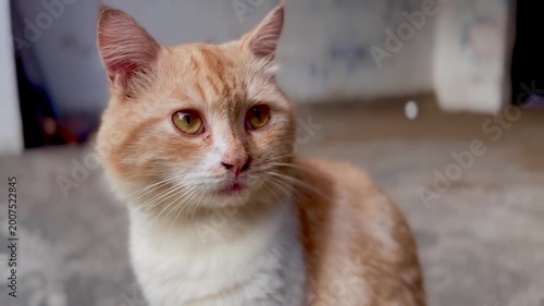 A close-up shot of a domestic orange and white cat with amber eyes looking attentively.