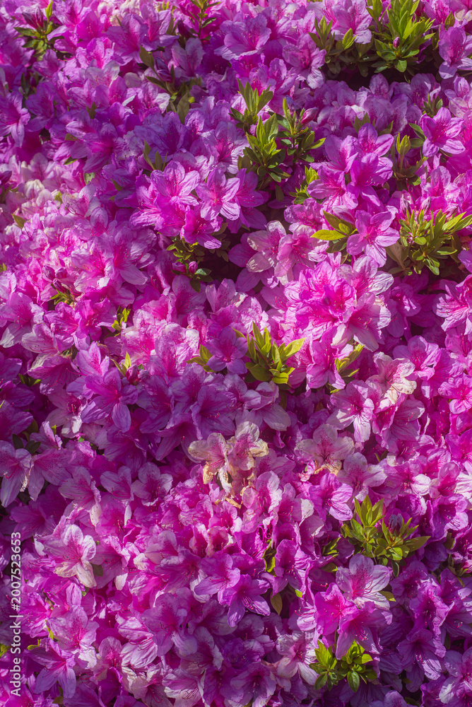 Obraz premium Azalea bush in full bloom