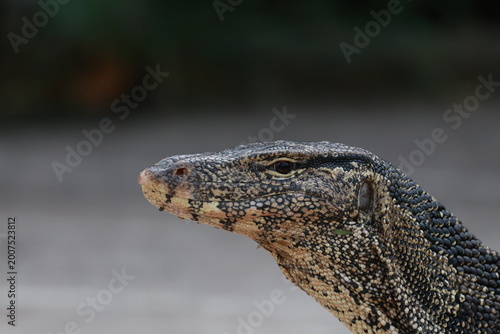 Close-up portrait of Asian water monitor lizard head