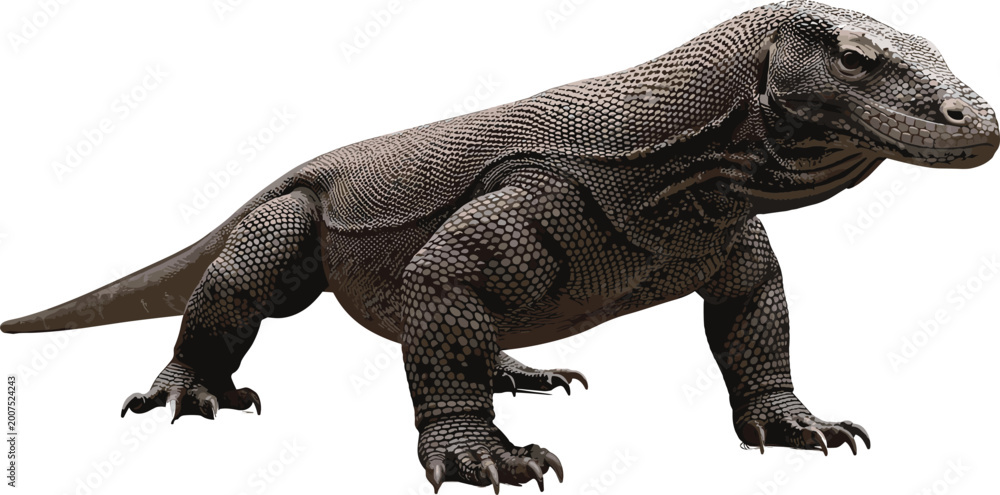 Fototapeta premium Detailed vector illustration of a Komodo dragon lizard with realistic skin texture isolated on white background