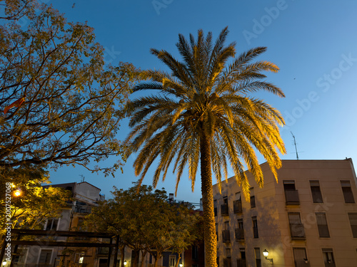 Tall Palm Tree at Blue Hour in Mediterranean City