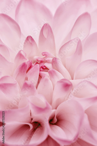 Flowery pattern of pink floral petals, natural flowering texture background. Macro photo of flower dahlia. Monochrome pink pastel colored aesthetic flower head with close up petals, beauty of nature.