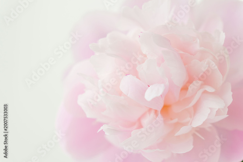 Bild auf Leinwand シャクヤクのピンク色の花を薄緑背景でマクロ撮影04