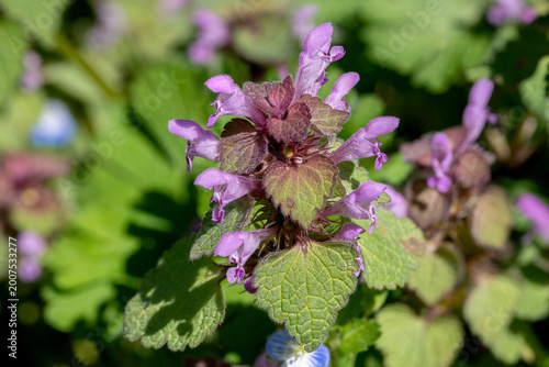 Schilderij op canvas Close up of a red dead-nettle (Lamium purpureum) in spring