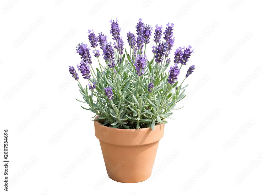 Obraz premium Mini-Lavendel im Topf