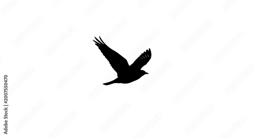 Fototapeta premium Vector illustrate of black headed eagle