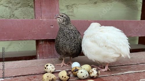 Two quail stand on a wooden bench beside a small pile of speckled eggs, rustic farm setting with soft natural light, calm domestic mood