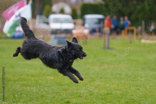 Canvas Print black dog running