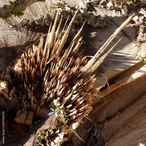 Bois éclaté