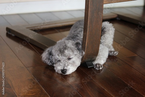 Foto 犬　椅子の足元、床でリラックスしている表情　プードル　犬　落ち着く場所