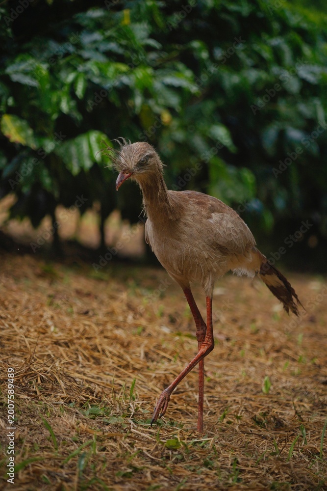 Fototapeta premium Red-legged Seriema in the Wild