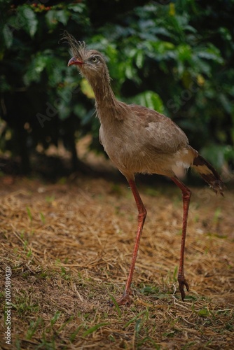 Red-legged Seriema in the Wild