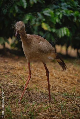 Red-legged Seriema in the Wild