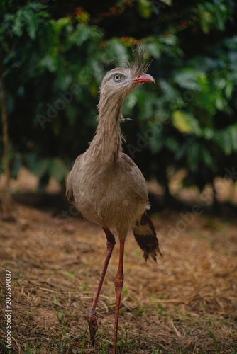 Red-legged Seriema in the Wild