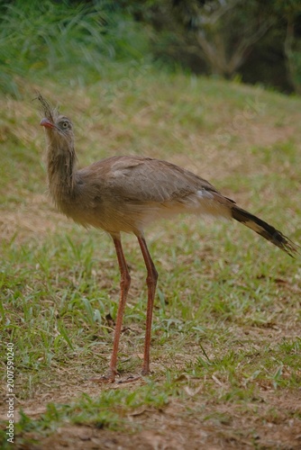 Red-legged Seriema in the Wild