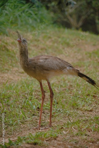 Red-legged Seriema in the Wild