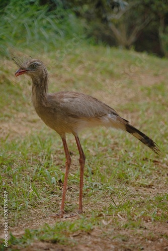 Red-legged Seriema in the Wild