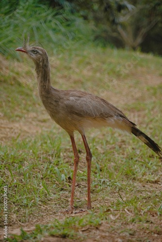 Red-legged Seriema in the Wild