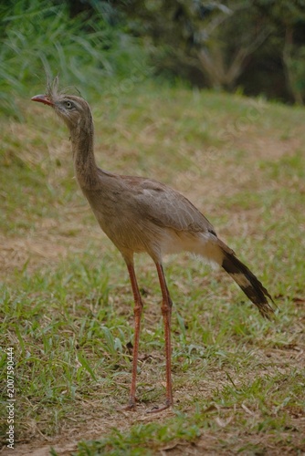 Red-legged Seriema in the Wild