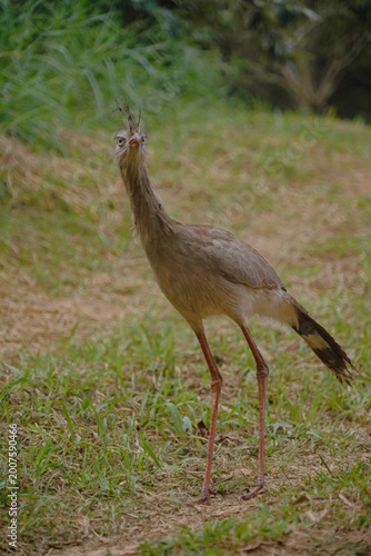 Red-legged Seriema in the Wild