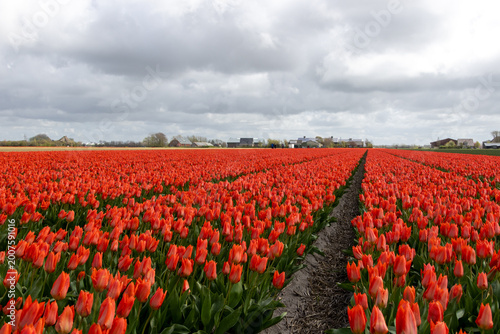 field of red tulips and cloudy sky