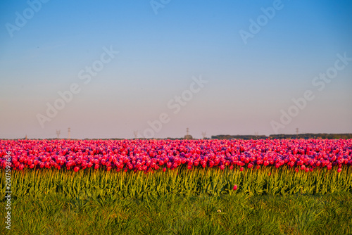 Fotografie Field of tulips and blue sky