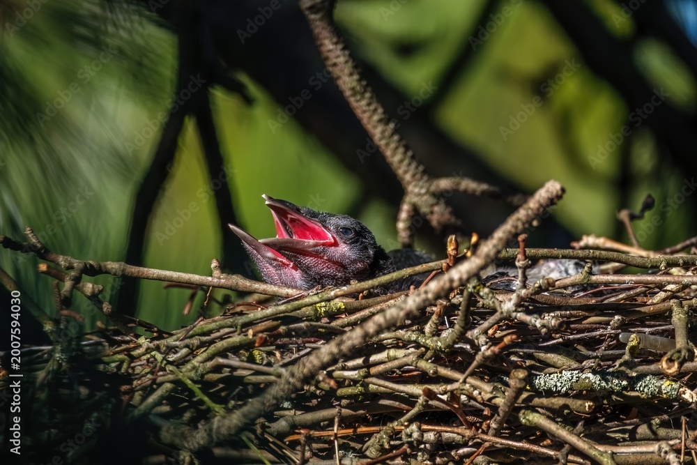 Fototapeta premium Rabenkrähen im Nest