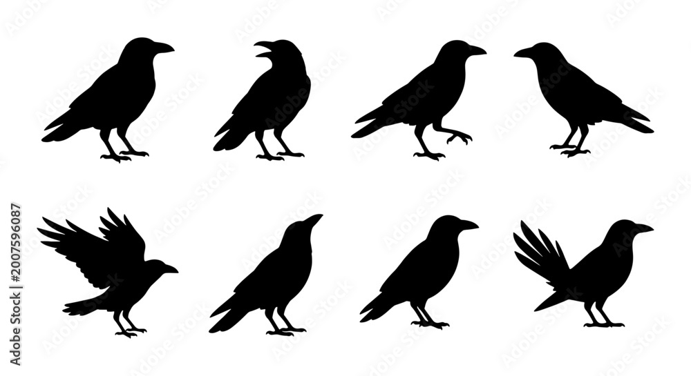 Obraz premium Black Crow Silhouettes, Raven Icons, Bird Poses Vector Set, Gothic Animal Graphics