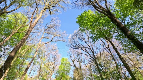 Sunny Forest Scenery During Springtime