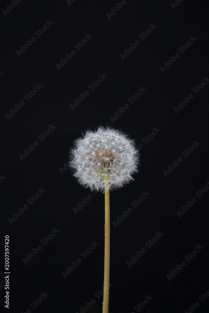 Fototapeta premium Dandelion