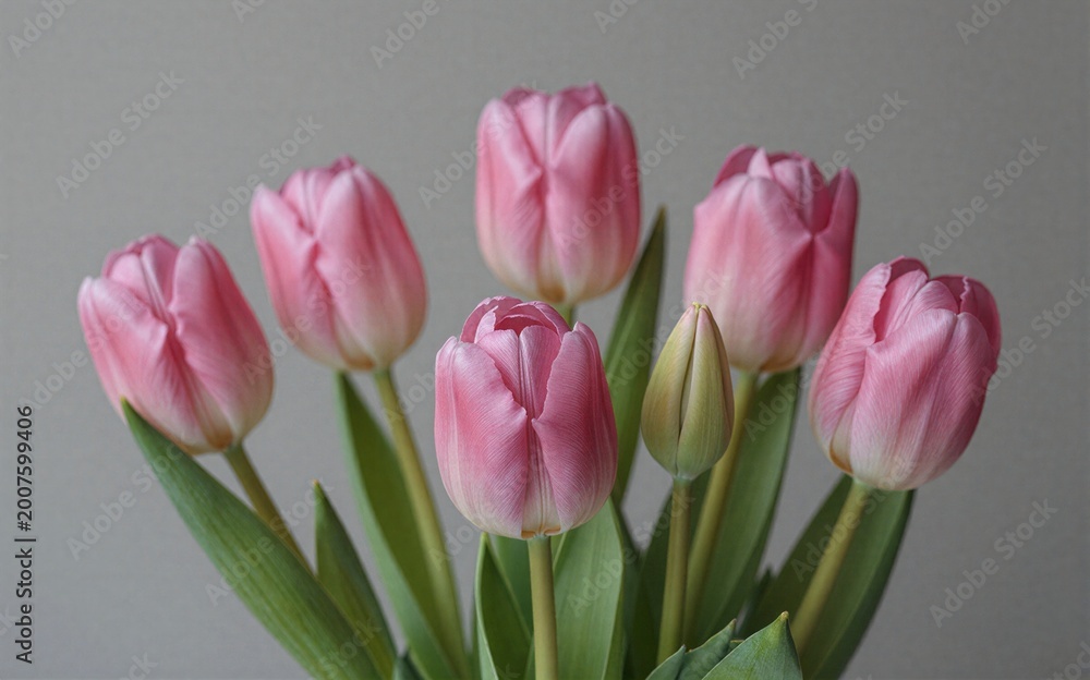 Fototapeta premium Pink tulips bloom gracefully green stems rising against a soft gray