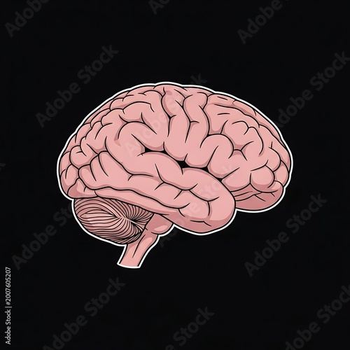 Human Brain Anatomy Illustration Medical.