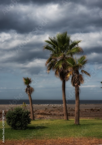 Palmeras en la playa