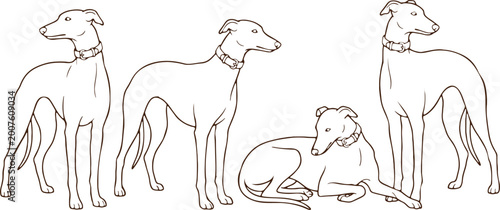 Four greyhound dogs standing and sitting in line.