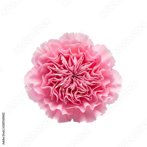 Single delicate pink carnation flower isolated on white background.