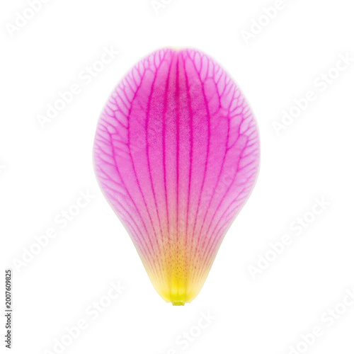 A single delicate pink and yellow flower petal isolated on white background.