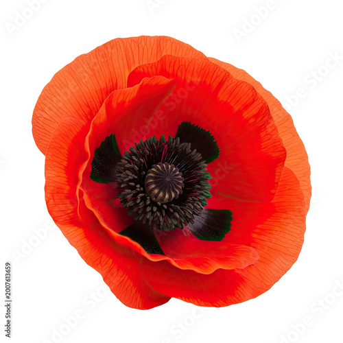 Vibrant single red poppy flower isolated on white background.