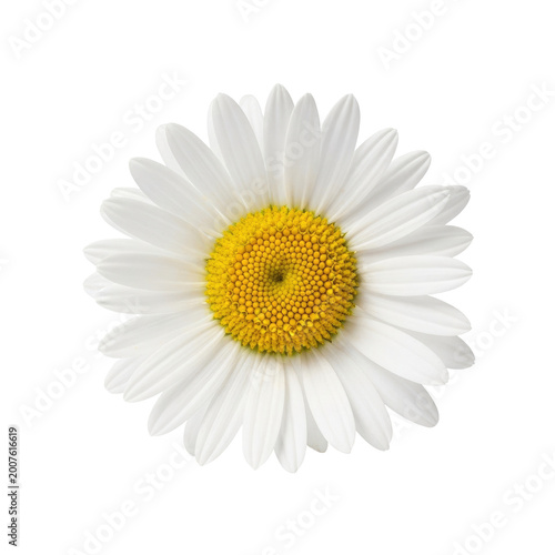 A single beautiful white daisy flower isolated on a pure white background.