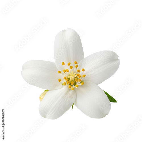 Single delicate white jasmine flower isolated on white background.