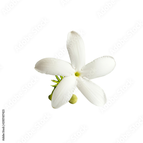 Single delicate white jasmine flower blossom isolated on white background.