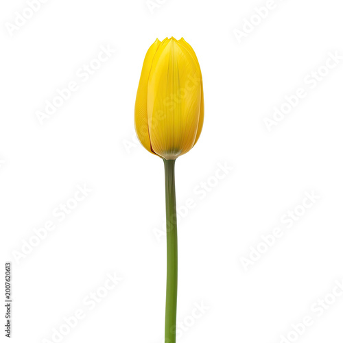 A single vibrant yellow tulip flower on a clean white background.