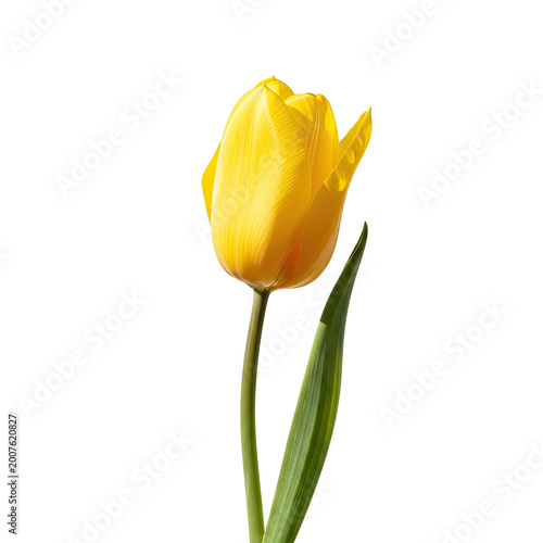 A single vibrant yellow tulip flower with green stem and leaf.