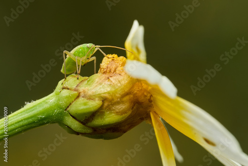 Photos chinche de espalda rota o chinche de las plantas (taylorilygus apicalis)