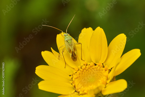 Bild auf Leinwand chinche de espalda rota o chinche de las plantas (taylorilygus apicalis)