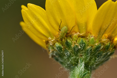 Obraz na płótnie chinche de espalda rota o chinche de las plantas (taylorilygus apicalis)