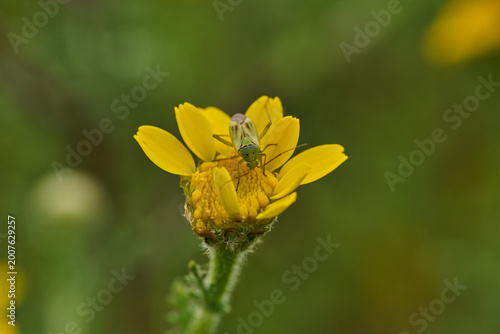 Photos chinche de espalda rota o chinche de las plantas (taylorilygus apicalis)