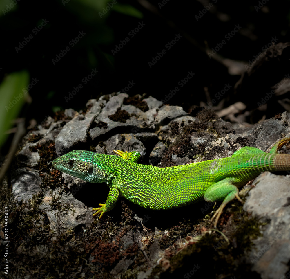 Fototapeta premium Green lizard on mossy rock.