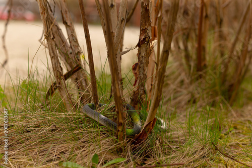 Φωτογραφία Realistic toy snake wrapped around stems, close view of coil entwined with bark
