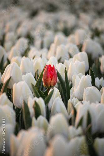 Fotografija One red tulip contrasting with white tulips in a serene spring scene in the Netherlands