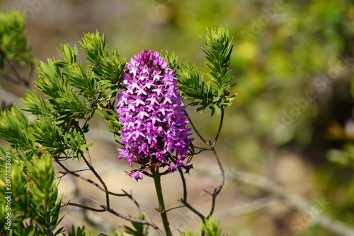 Принти на полотні This is a pyramidal orchid (Anacamptis pyramidalis), a protected wild orchid